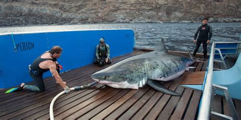 The Biggest Great White Shark In The World Ever Caught