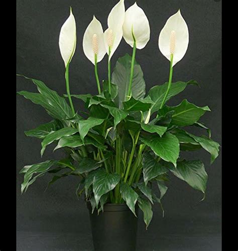 Spathiphyllum plant (Peace Lily) in Bordentown, NJ | Wayside Florist