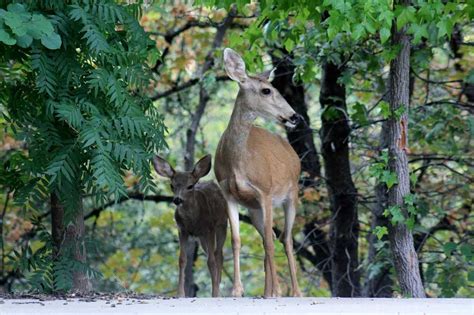 shasta-wildlife-7 | The Inn At Shasta Lake