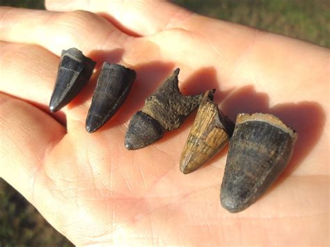 Five Choice Alligator Teeth | Recently Sold | FOSSILS | Prehistoric Florida