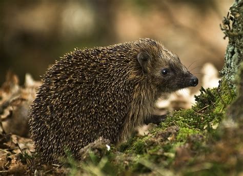 File:West European Hedgehog.jpg - Wikipedia, the free encyclopedia