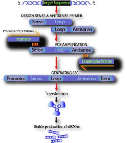 ShineGene-siRNA construction-DNA sequencing-shRNA Vector Construct-RNA Interference-siRNA Design ...