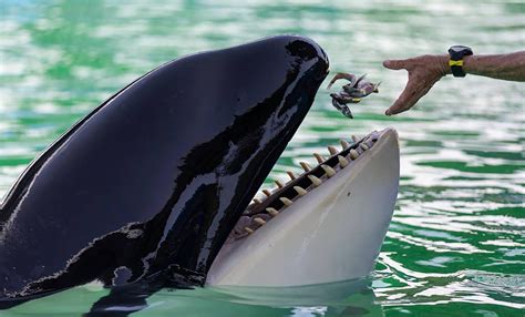 Tokitae the orca died from diseases linked to aging, necropsy says ...