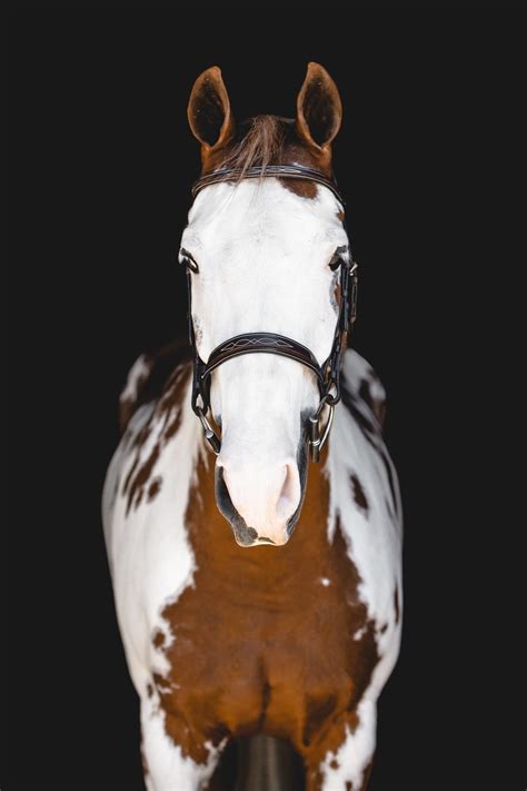 Equine Portraiture 2022 — Sara Shier Photography