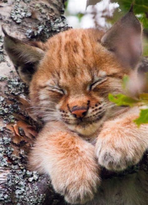 Baby Lynx! So adorable!! ️ ️ ️ ️ ️ ️ | Animals beautiful, Animals wild, Beautiful cats