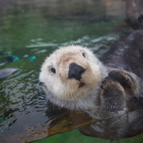 Oregon Coast Aquarium (Newport) - ATUALIZADO 2023 O que saber antes de ...