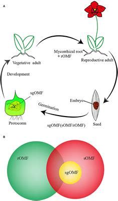 Frontiers | Orchid Reintroduction Based on Seed Germination-Promoting Mycorrhizal Fungi Derived ...