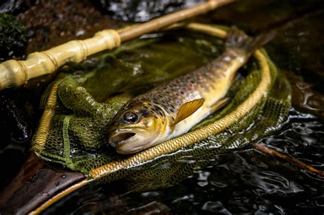 Tenkara Fishing: Your Complete Guide to Everything