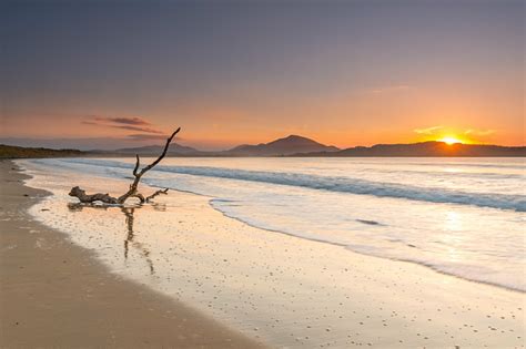 Tramore Driftwood