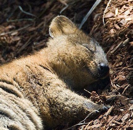 Sleeping quokka | Happy animals, Cute animals, Quokka