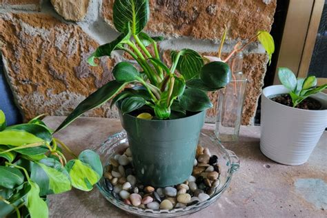 Pebble Tray for Plants: DIY Instructions to Improve Humidity