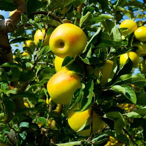 Golden Delicious Apple Tree, Extra Juicy, Crisp and Sweet - Pixies Gardens