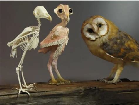 Lots Of Hilarious Pictures Of Owl Legs For You To Enjoy