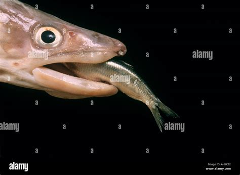 Big fish eating little fish Stock Photo - Alamy