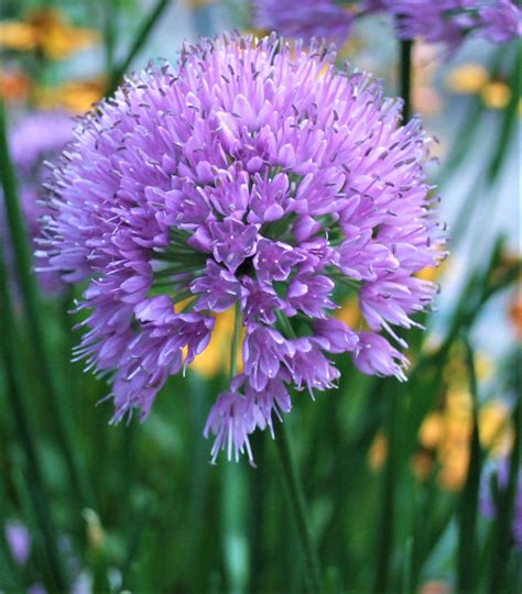 Allium hollandicum 'Millennium' | Well Established Allium | Proctors Nursery