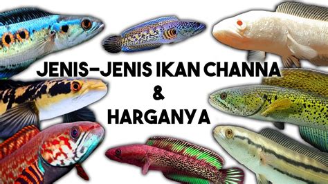 Jenis-Jenis Ikan Channa Beserta Harganya By yow ard - YouTube