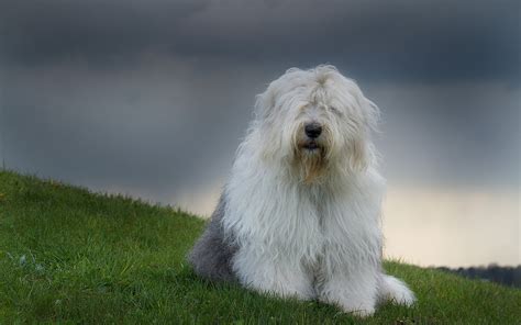 Old english sheep dog with pommie - communicationsrety