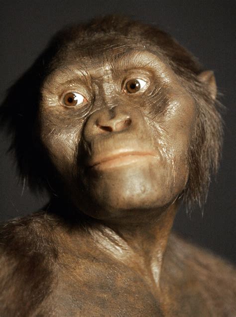 Did fall from tree kill famous human ancestor Lucy? | Daily Mail Online