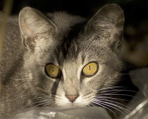 Feral cat colonies get thumbs up from county - Salisbury Post ...