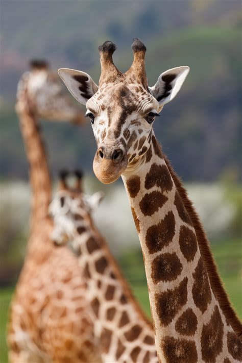 Giraffes Free Stock Photo - Public Domain Pictures