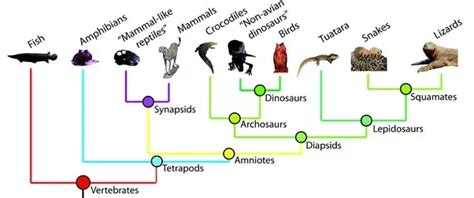 Simple Phylogenetic Tree Of All Animals