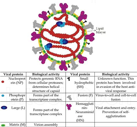 Rubeola Virus Structure