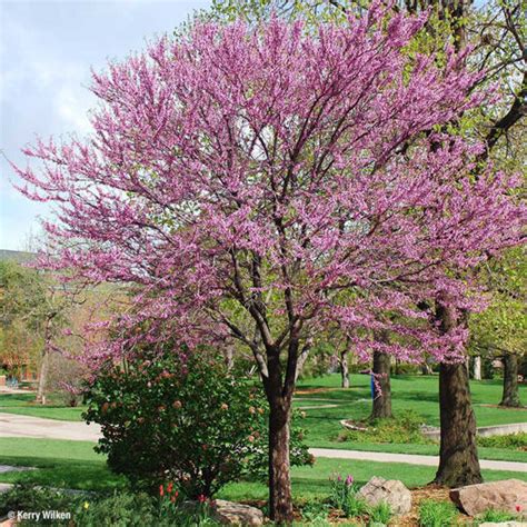 Top 10 Flowering Trees