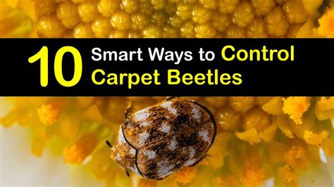 Handling a Carpet Beetle Problem - Simple Solutions