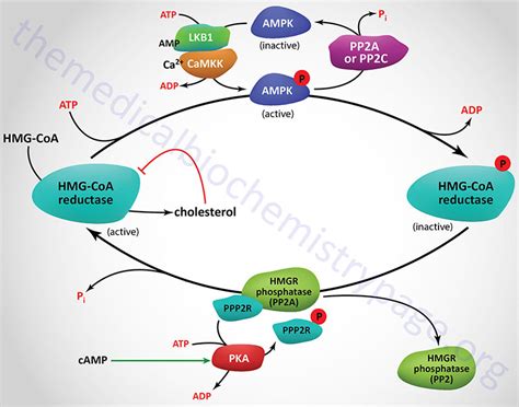 Cholesterol: Synthesis, Metabolism, and Regulation - The Medical ...