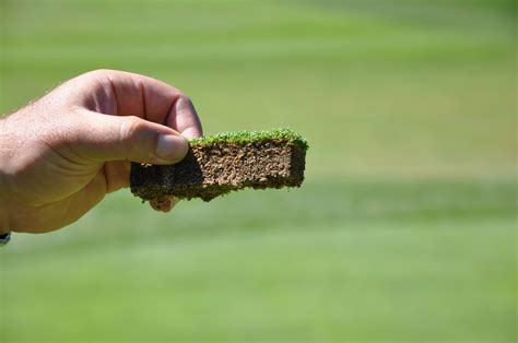 Arrowhead Country Club: Bentgrass versus poa