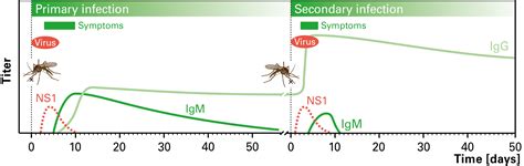 Reliably recognizing dengue at any time - EUROIMMUNBlog