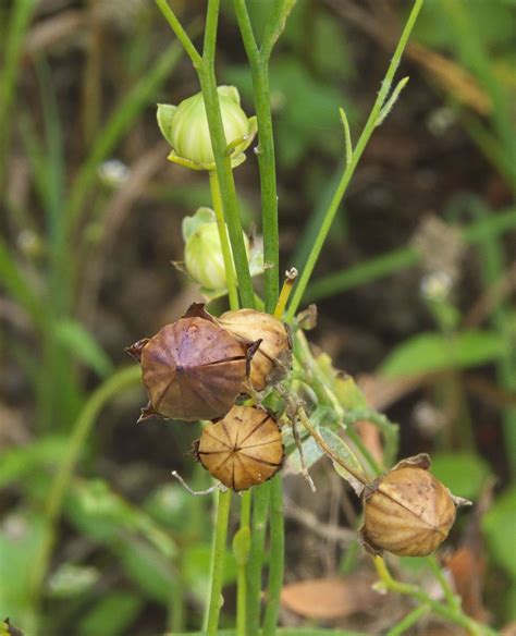 Flax seed pod, this is the pod to the flax plant that the seeds grow in! Kinda cool:) Flaxseed ...