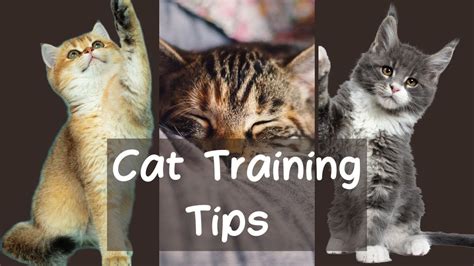 Basic Cat Training Tips: A Beginner's Guide to Cat Training - Cat World ...