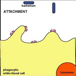 BIOL 230 Lecture Guide - Phagocytosis