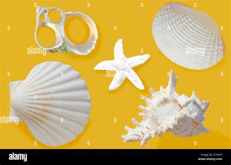 White sea shells on yellow background Stock Photo - Alamy