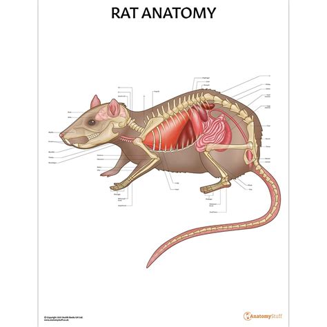 Rat Anatomy Poster | Bones Organs Small Mammal