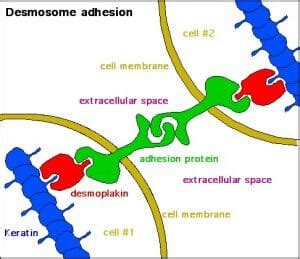 Desmosomes - Definition, Function, Structure & Quiz | Biology Dictionary