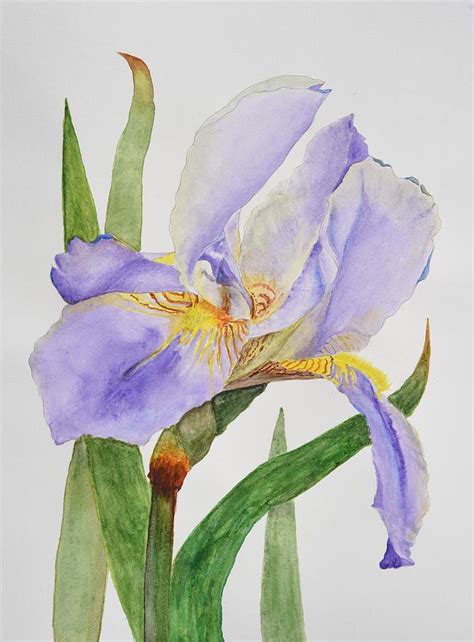 Purple Iris Painting by Linda Brody