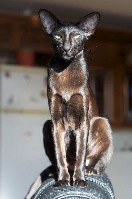 1000+ images about Cats Oriental Shorthair on Pinterest | Cats ...