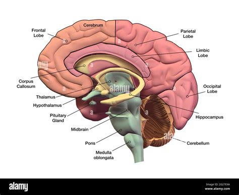 Sagittal section of the human brain hi-res stock photography and images - Alamy