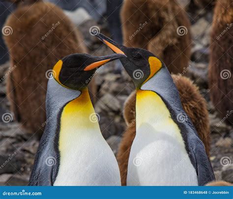 Adult King Penguin Pair Performing Mating Behavior in South Georgia ...