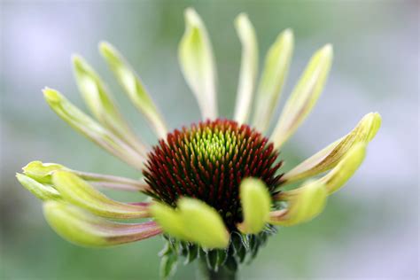 24 Great Varieties of Echinacea (Coneflower)