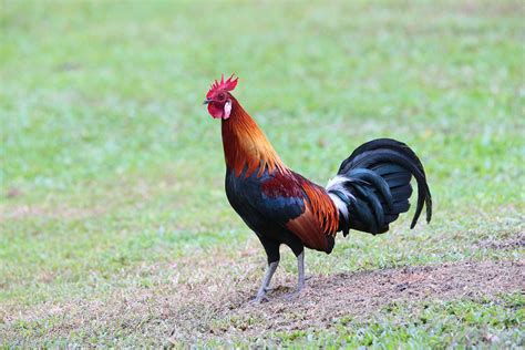 Red Junglefowl – Birds of Singapore