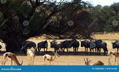 Beautiful Animals in Africa. Stock Photo - Image of meadow, african: 168804082