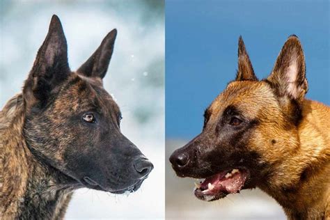 Belgian Malinois Vs Dutch Shepherd: What's The Difference? • helloBARK!