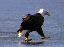 Eagle GIF - Find & Share on GIPHY