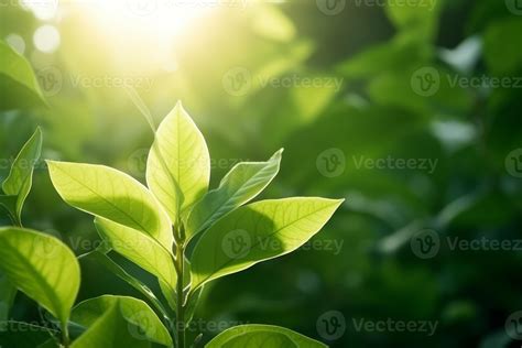 Green leaf garden. Generate Ai 22646047 Stock Photo at Vecteezy