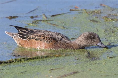 American Wigeon (female) – Jeremy Meyer Photography