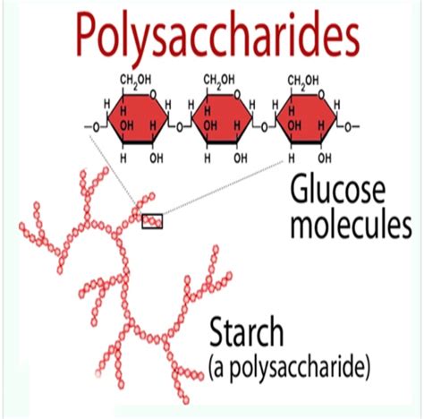 Polysaccharides Structure