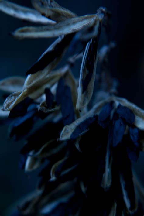 Seeds of Hosta on Behance